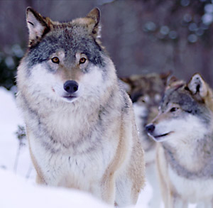 empiricus.eu im neuen Look: Recruiting und Leadership/Coaching – aus einer Hand